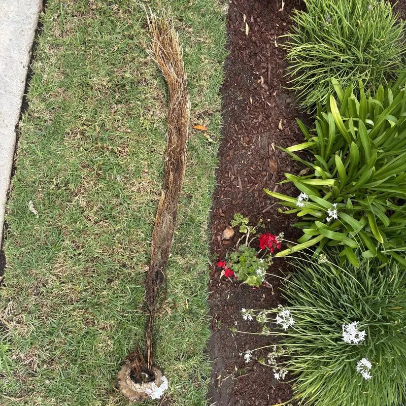 Toilet root ball clog removal on grass near garden bed